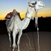 camel_bank_west_lux_v_0013_egy3091.jpg